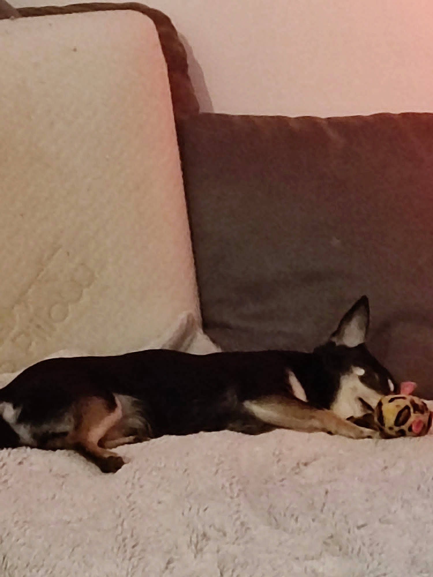 Furby a rejoint le concours — aidez-le/la à gagner de superbes lots ! canidae, carnivore, comfort, companion_dog, dog, dog_breed, fawn, hardwood, linens, nap, paw, snout, sporting_group, tail, terrestrial_animal, tints_and_shades, toy_dog, whiskers, wood, working_animal