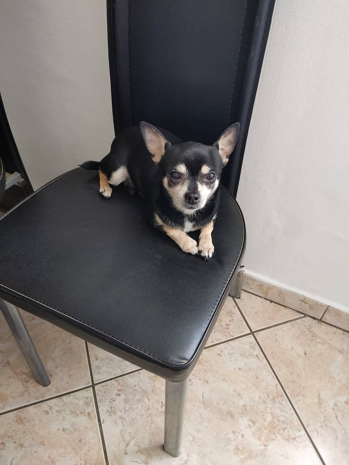 Furby a rejoint le concours — aidez-le/la à gagner de superbes lots ! carnivore, chair, chihuahua, comfort, companion_dog, couch, dog, dog_breed, dog_supply, fawn, floor, flooring, furniture, grey, pet_supply, snout, sporting_group, tail, toy_dog, working_animal