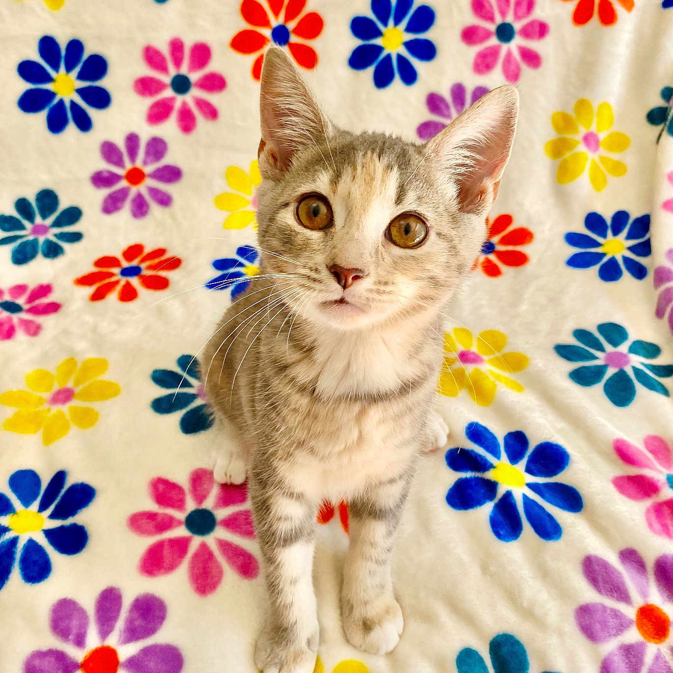 Bacon is registered to the contest to win money with this photo: abyssinian, animal, applique, art, blanket, cat, daisy, embroidery, floraldesign, flower, graphics, kitten, manx, pattern, pet, petal, plant, purple, quilt, tablecloth