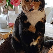 Khloe joined the competition — help win amazing prizes! cat, tortoiseshell_cat, flower_vase, pink_flowers, white_flowers, indoor, table, glass, decor, whiskers, pets, cute, feline, sitting, closeup, curious, household, domestic_animal, fur, portrait
