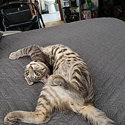 Gucci is registered to the contest to win money with this photo: cat, striped, bed, quilted, gray, playful, indoor, room, wheelchair, toilet, bathroom, furniture, pet, curious, lying_down, domestic, floor, household, relaxed, animal