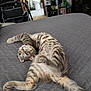 cat, striped, bed, quilted, gray, playful, indoor, room, wheelchair, toilet, bathroom, furniture, pet, curious, lying_down, domestic, floor, household, relaxed, animal