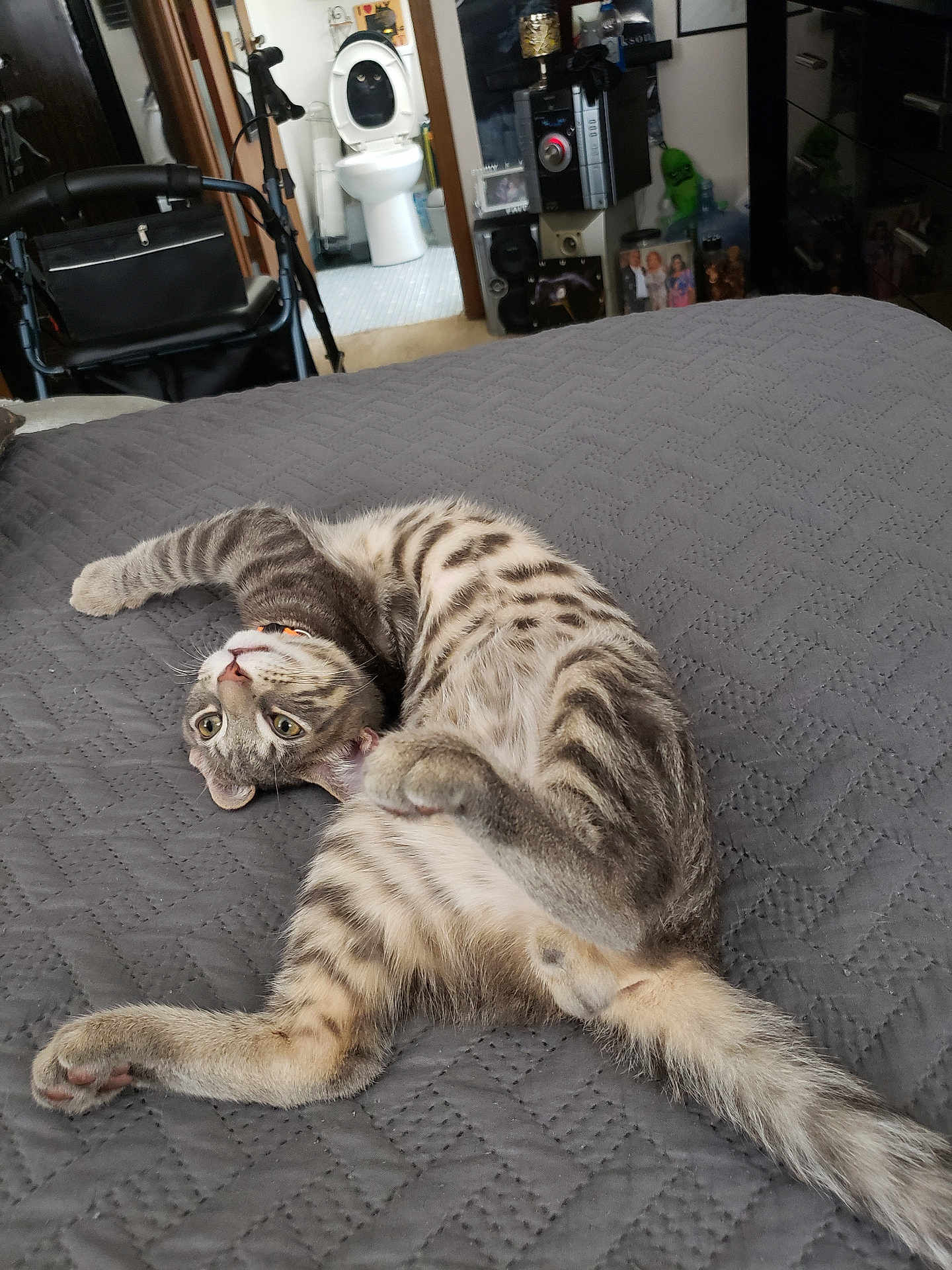 Gucci is registered to the contest to win money with this photo: cat, striped, bed, quilted, gray, playful, indoor, room, wheelchair, toilet, bathroom, furniture, pet, curious, lying_down, domestic, floor, household, relaxed, animal