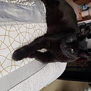 Smokey joined the competition — help win amazing prizes! black_cat, bombay, carnivore, cat, claw, comfort, domestic_short_haired_cat, felidae, fur, human_leg, pattern, paw, small_to_medium_sized_cats, snout, tail, whiskers