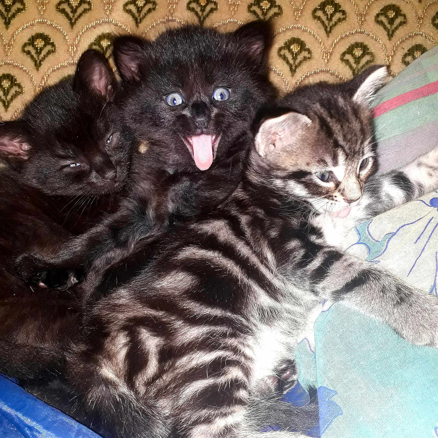 Mimie participe au concours pour gagner de l'argent avec cette photo : animal, black_cat, blanket, cat, closeup, cozy, cute, feline, fur, indoor, kitten, patterned_background, pets, playful, resting, sleepy, snuggling, striped_cat, tongue_out, young_animal