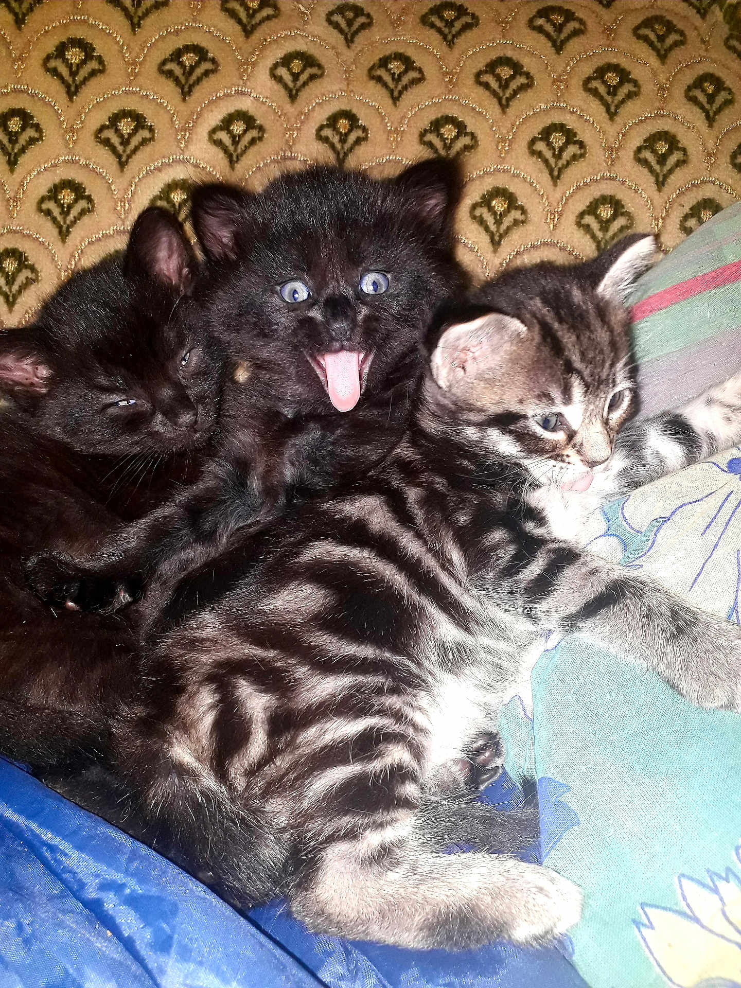 Mimie participe au concours pour gagner de l'argent avec cette photo : kitten, cat, black_cat, striped_cat, pets, cute, animal, feline, young_animal, sleepy, playful, tongue_out, snuggling, indoor, blanket, patterned_background, closeup, fur, resting, cozy