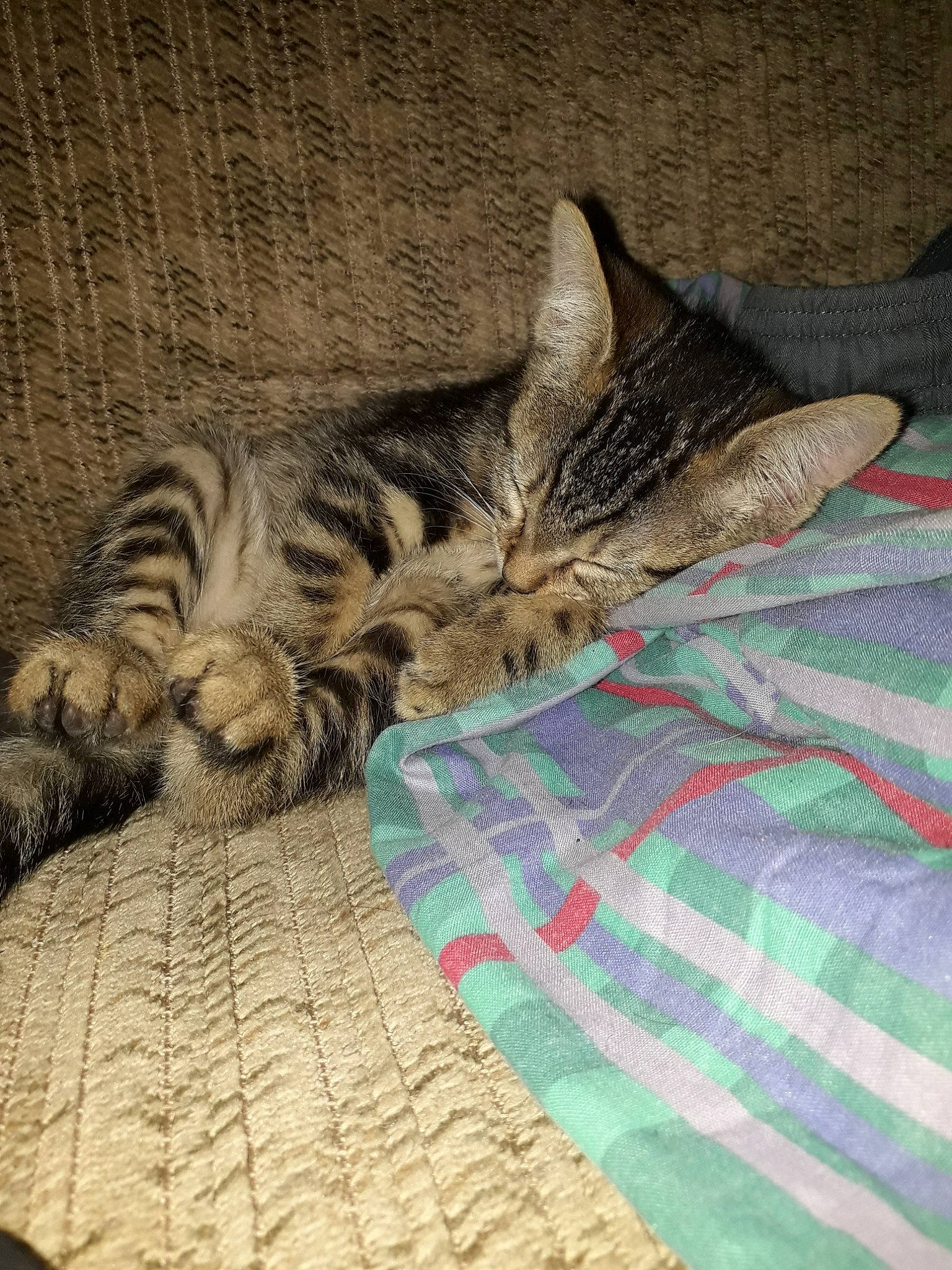 Nina a rejoint le concours — aidez-le/la à gagner de superbes lots ! american_shorthair, asian, bengal, california_spangled, carnivore, cat, domestic_short_haired_cat, dragon_li, egyptian_mau, european_shorthair, felidae, kitten, mammal, nap, ocicat, pixie_bob, small_to_medium_sized_cats, tabby_cat, toyger, whiskers