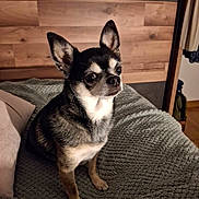 Nina participe au concours pour gagner de l'argent avec cette photo : alert, animal, bed, blanket, chihuahua, companion, cozy, curious, cute, dog, domestic, ears, fur, house, indoor, pet, portrait, sitting, small_dog, wooden_headboard