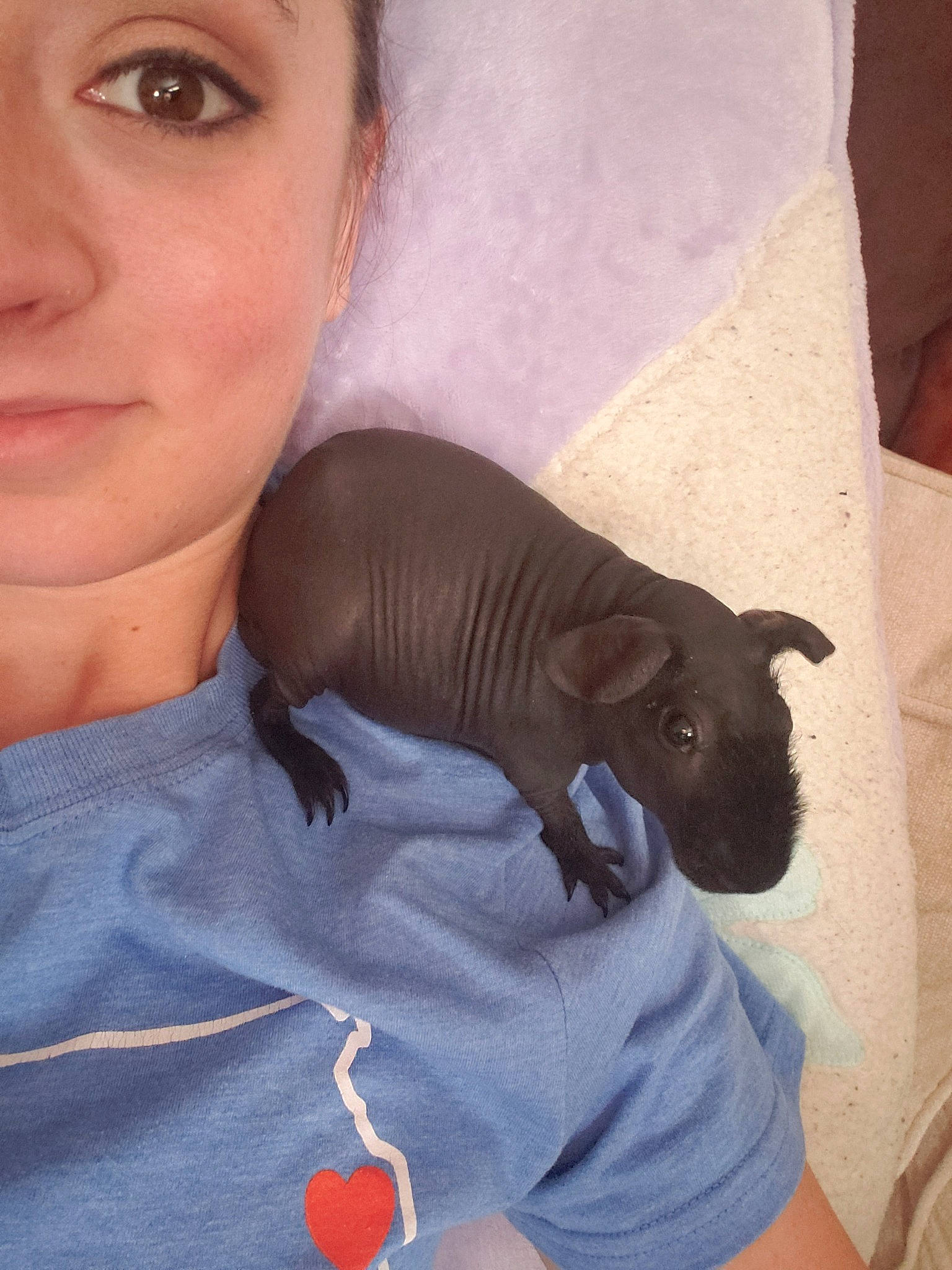 Tut is registered to the contest to win money with this photo: canidae, carnivore, cat, donskoy, ear, fawn, felidae, head, non_sporting_group, nose, selfie, skin, sphynx, ukrainian_levkoy