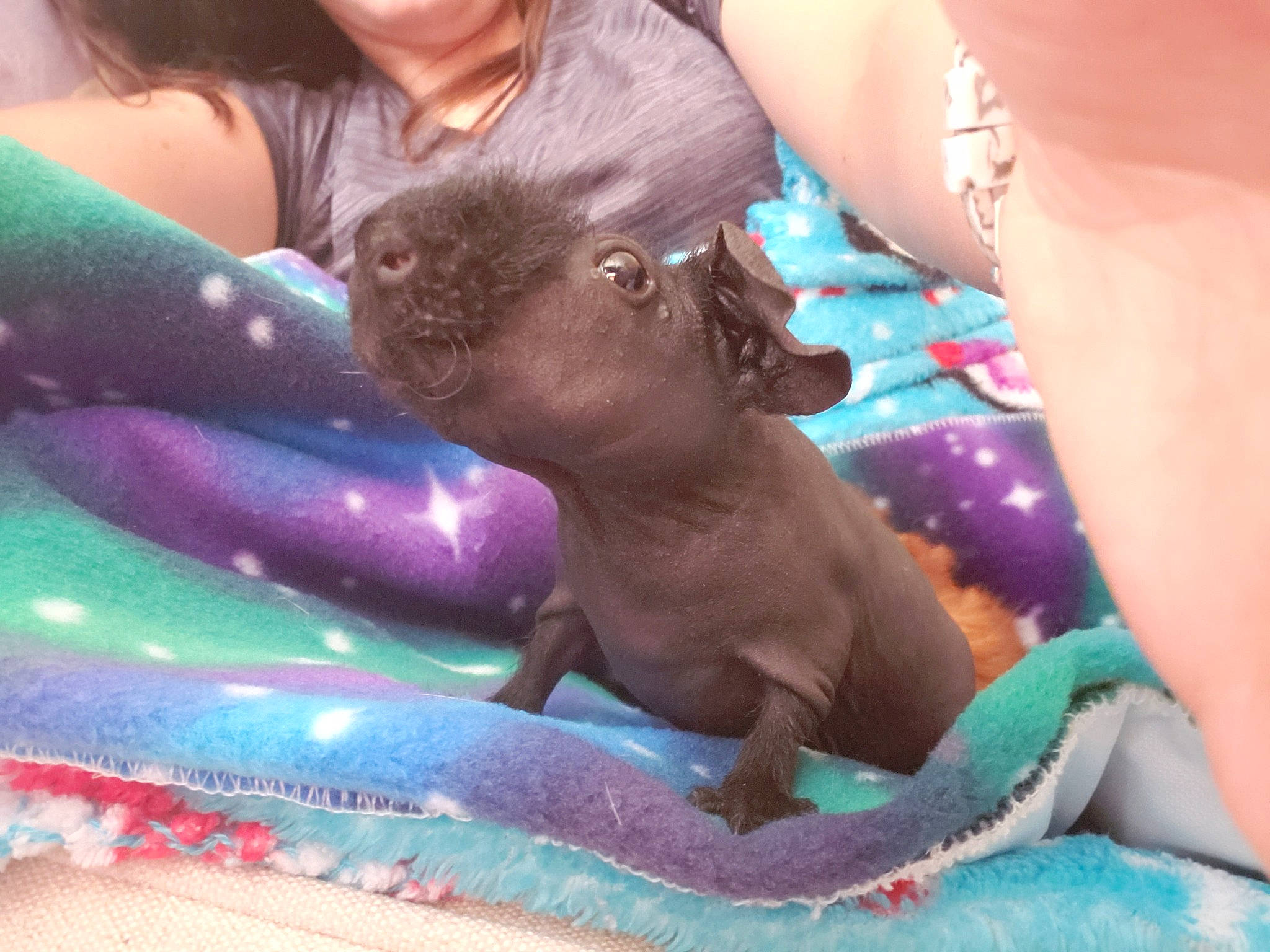 Tut joined the competition — help win amazing prizes! canidae, carnivore, child, companion_dog, dog, dog_breed, fawn, puppy, sporting_group, weimaraner