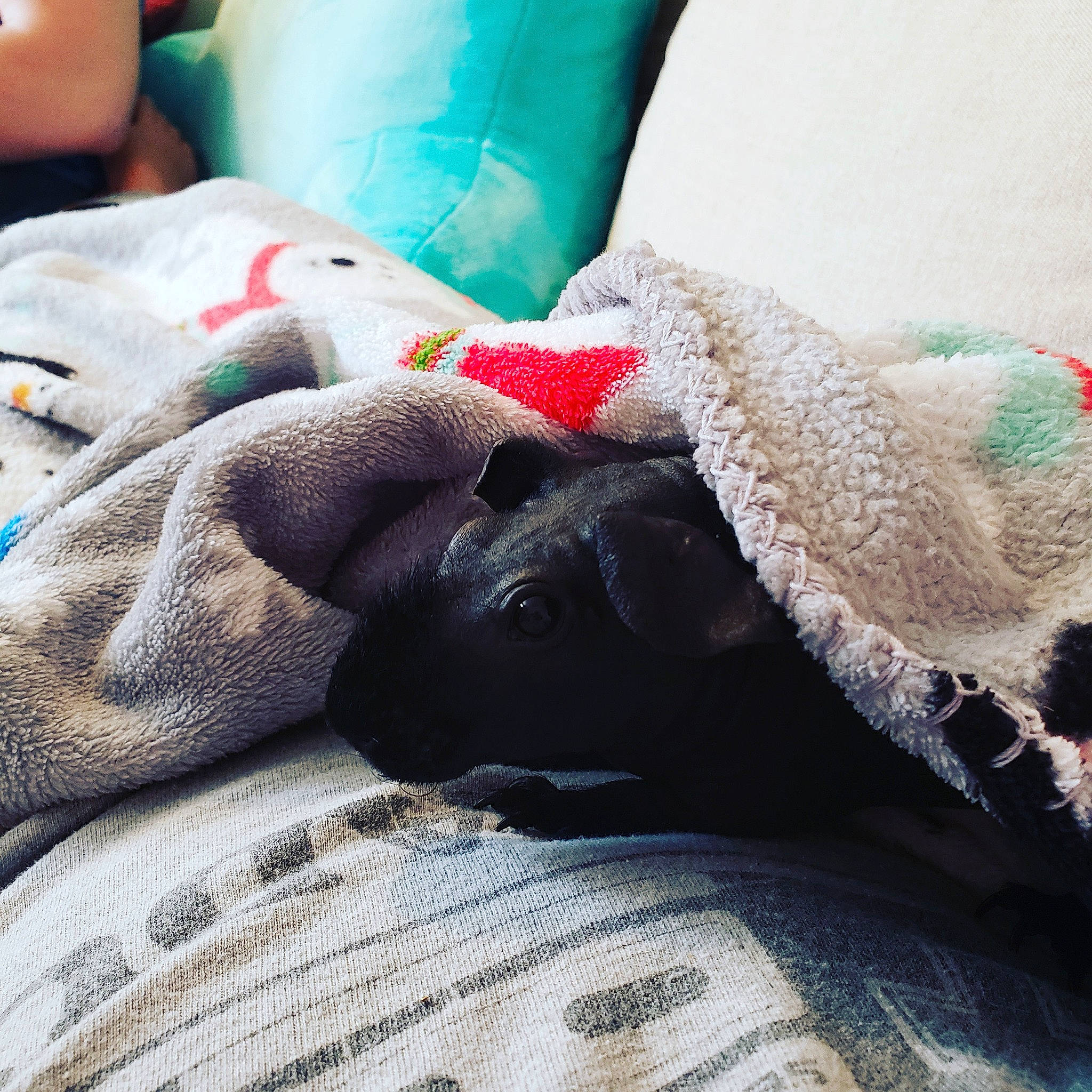 Tut is registered to the contest to win money with this photo: blanket, canidae, carnivore, comfort, dog, french_bulldog, labrador_retriever, linens, nap, non_sporting_group, pointer, pointing_breed, pug, puggle, puppy, sleep, sporting_group