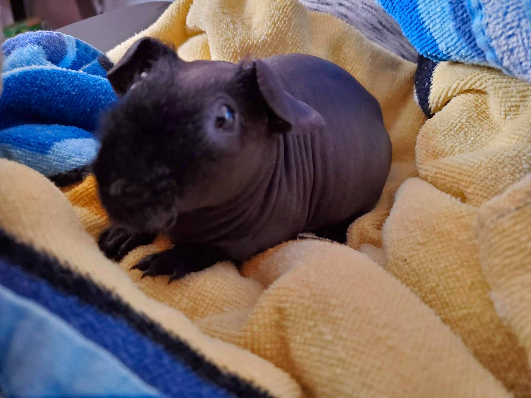 Tut joined the competition — help win amazing prizes! carnivore, cat, chinchilla, fawn, mammal, nap, rodent, snout, vertebrate