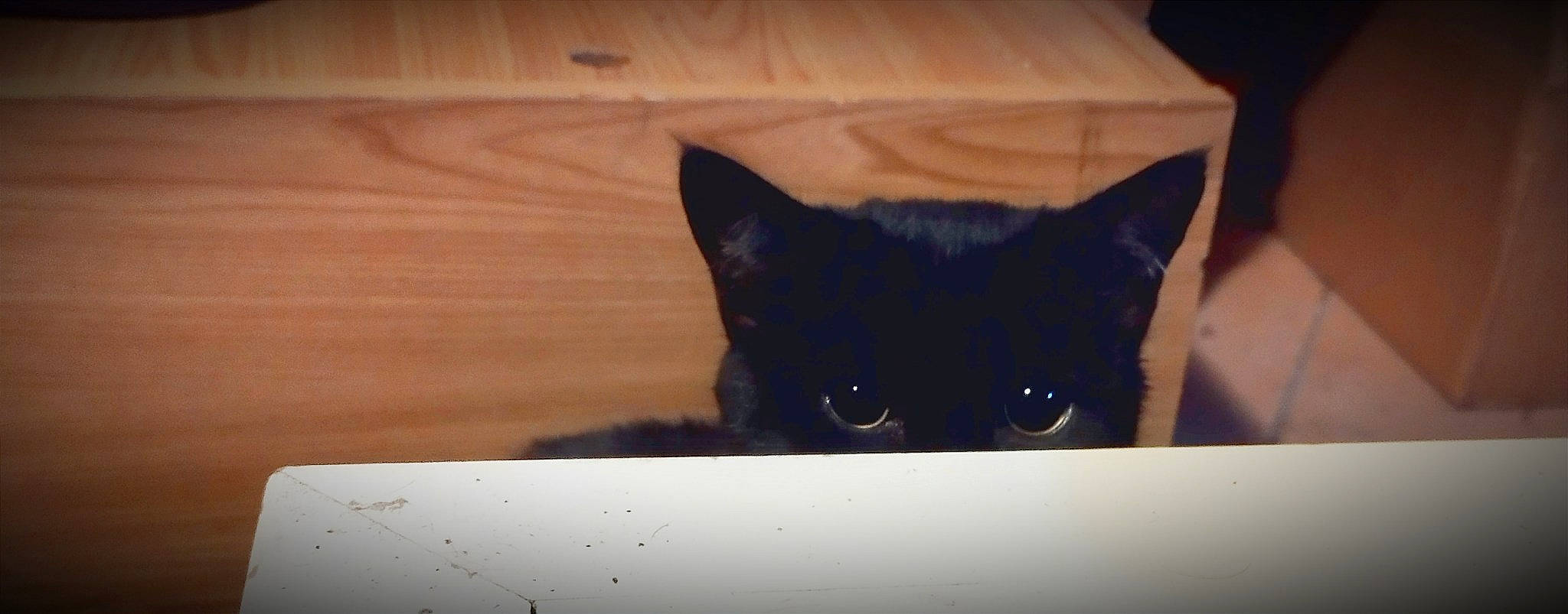 Mimi participe au concours pour gagner de l'argent avec cette photo : black_cat, box, carnivore, cat, domestic_short_haired_cat, felidae, flooring, fur, hardwood, iris, shadow, sky, small_to_medium_sized_cats, snout, square, tail, tints_and_shades, whiskers, window, wood