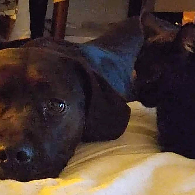 Mimi a rejoint le concours — aidez-le/la à gagner de superbes lots ! ancient_dog_breeds, art, canidae, carnivore, companion_dog, dog, dog_breed, fawn, fur, guard_dog, hat, liver, metal, painting, snout, sporting_group, terrestrial_animal, visual_arts, whiskers, working_animal