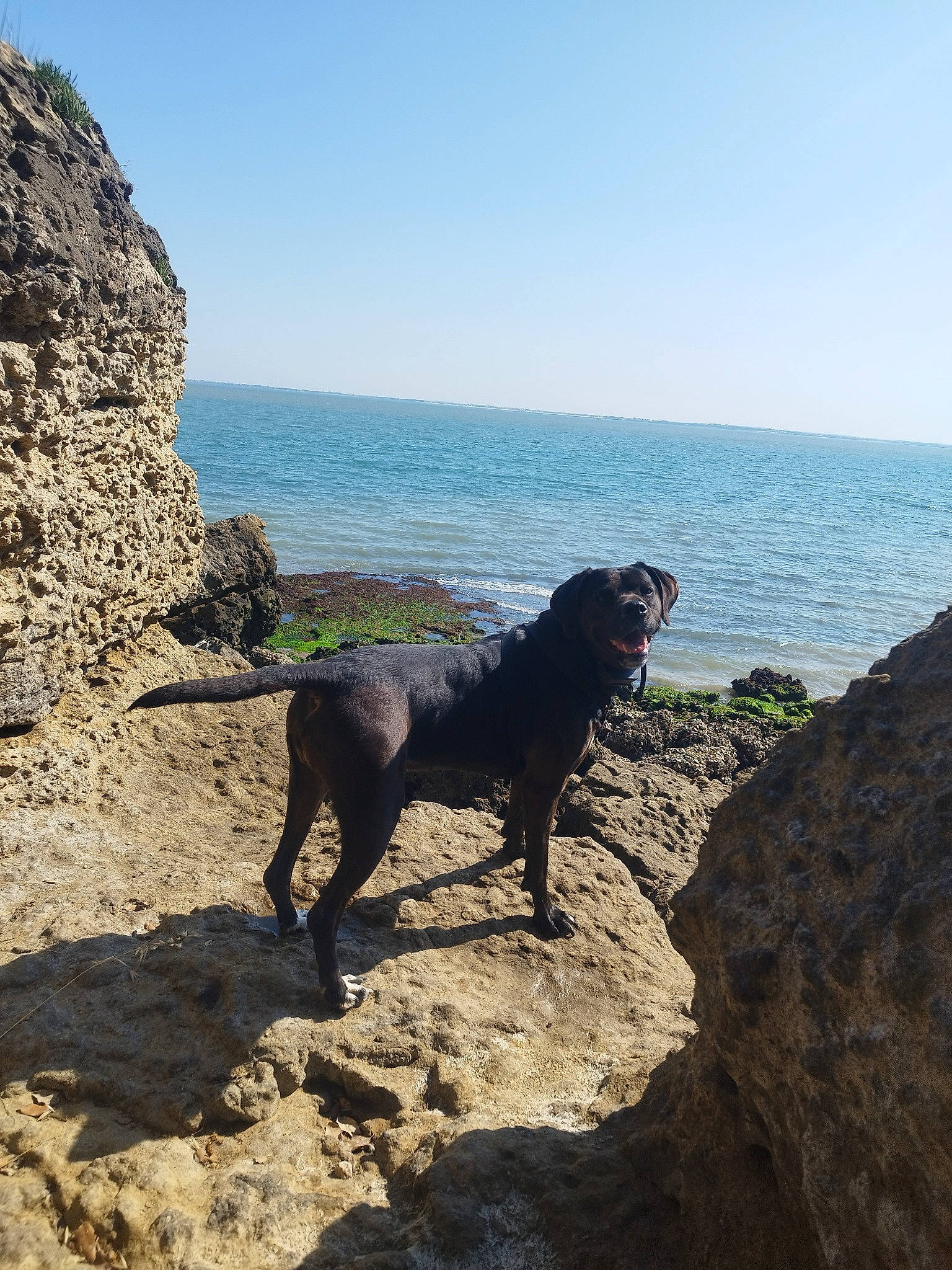 Lya a rejoint le concours — aidez-le/la à gagner de superbes lots ! azure, canidae, carnivore, coast, coastal_and_oceanic_landforms, dog, dog_breed, gun_dog, horizon, landscape, leisure, ocean, rock, sky, sporting_group, water, water_dog, wind_wave, wood, working_animal