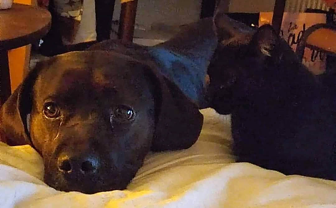 Lya participe au concours pour gagner de l'argent avec cette photo : canidae, carnivore, comfort, companion_dog, dog, dog_breed, ear, fawn, fur, guard_dog, liver, metal, non_sporting_group, snout, sporting_group, terrestrial_animal, whiskers, working_animal