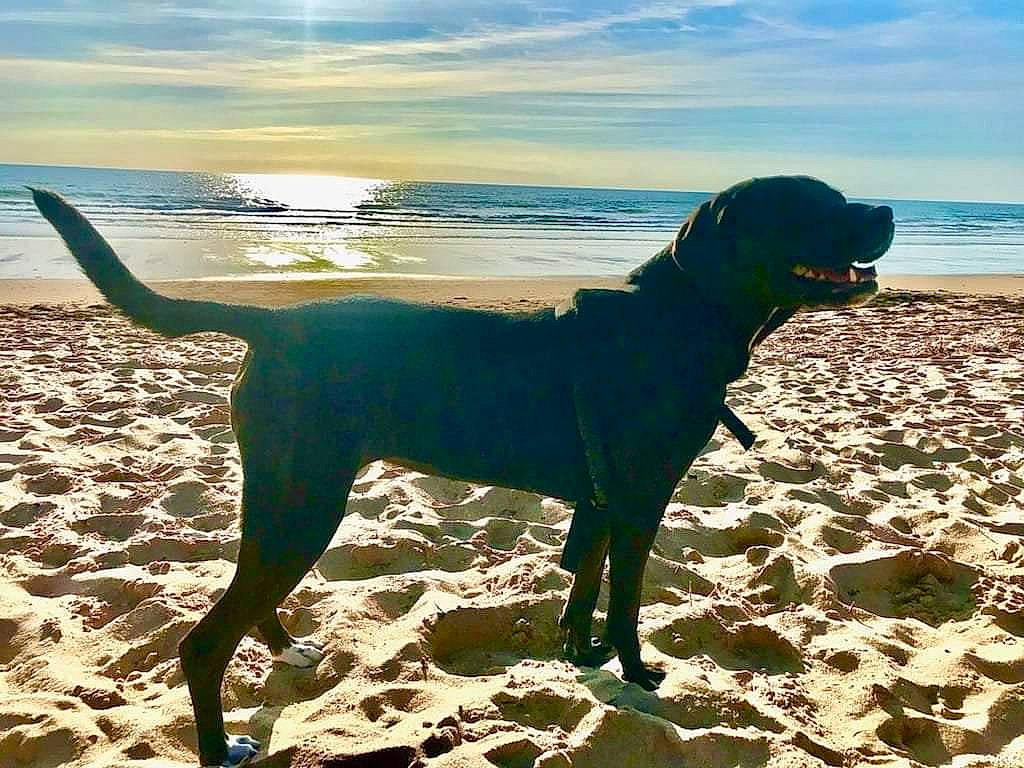 Lya a rejoint le concours — aidez-le/la à gagner de superbes lots ! beach, carnivore, cloud, collar, dog, dog_breed, fawn, gun_dog, horizon, lake, liquid, ocean, sand, shadow, sky, sunlight, tail, water, wind_wave, working_animal