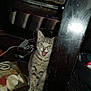 cat, kitten, tabby, indoor, table, wood, floor, cables, clutter, pet, animal, playful, curious, fur, whiskers, green_eyes, mouth_open, sitting, furniture, domestic