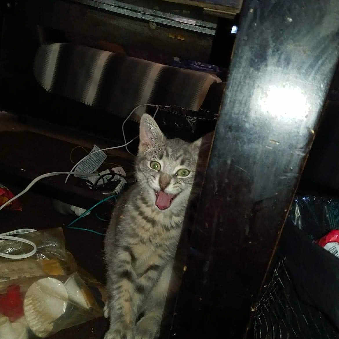 Ally Cat