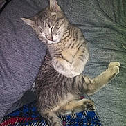 Ally Cat is registered to the contest to win money with this photo: kitten, cat, sleeping, cozy, gray_fabric, plaid_blanket, tabby, fur, pet, cute, domestic_cat, resting, indoor, animal, paw, whiskers, relaxed, small_animal, feline, nap