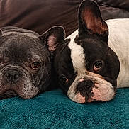 Valco Et Aïko a rejoint le concours — aidez-le/la à gagner de superbes lots ! dogs, french_bulldogs, pets, canines, two_animals, lying_down, resting, indoor, couch, blanket, teal_blanket, portrait, close_up, short_snout, upright_ears, gray_dog, black_and_white_dog, brown_eyes, relaxed, home