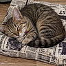 cat, tabby_cat, sleeping, curled_up, pet, furry, striped_fur, collar, bell, paws, whiskers, ears, closed_eyes, cushion, newspaper_print, wooden_floor, indoors, cozy, nap, animal