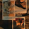 Misty participe au concours pour gagner de l'argent avec cette photo : cat, kitten, tabby_cat, black_cat, multiple_cats, pet, animal, collage, photographs, scrapbook, memories, cozy, indoors, bed, newspaper, sleeping, cuddling, person, portrait, vintage_tone