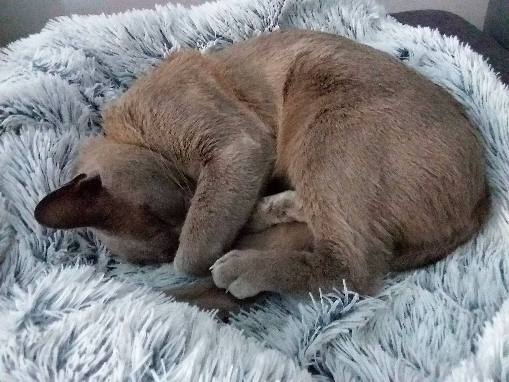 Démon participe au concours pour gagner de l'argent avec cette photo : burmese, canidae, carnivore, cat, comfort, fawn, felidae, fur, nap, puppy, russian_blue, sleep, small_to_medium_sized_cats, snout, whiskers