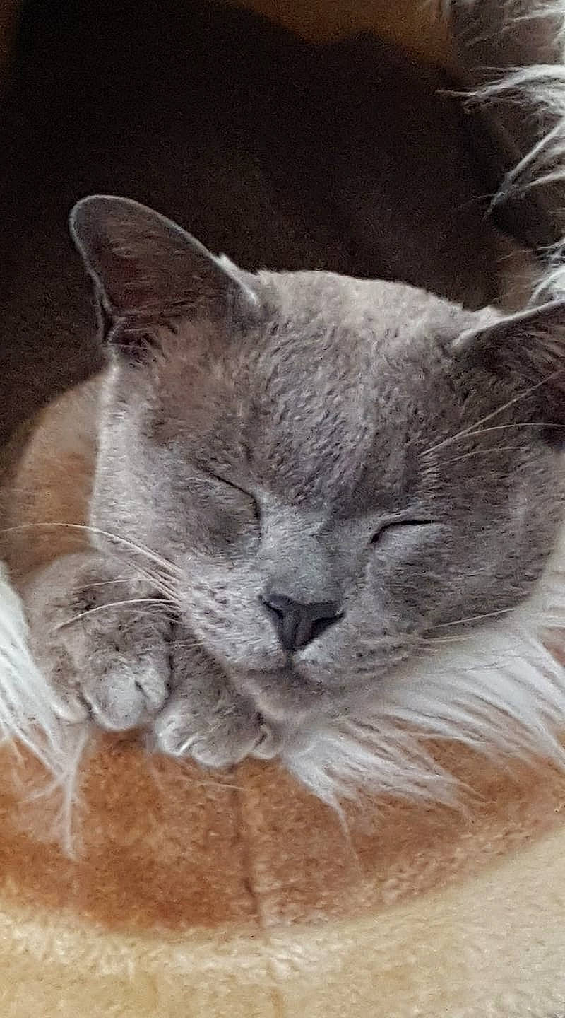 Démon a rejoint le concours — aidez-le/la à gagner de superbes lots ! asian, british_shorthair, burmese, carnivore, cat, chartreux, domestic_short_haired_cat, fawn, felidae, kitten, korat, mammal, nap, nebelung, russian_blue, small_to_medium_sized_cats, snout, tonkinese, vertebrate, whiskers