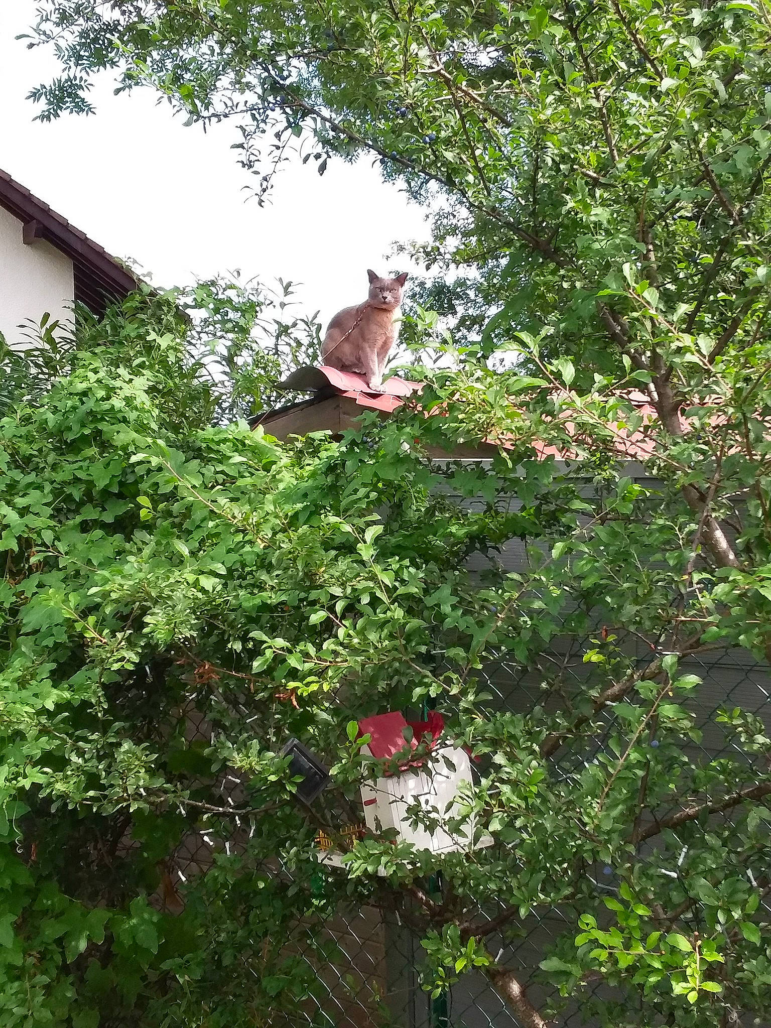 Démon a rejoint le concours — aidez-le/la à gagner de superbes lots ! botany, branch, jungle, leaf, plant, plant_community, shrub, tree, vegetation