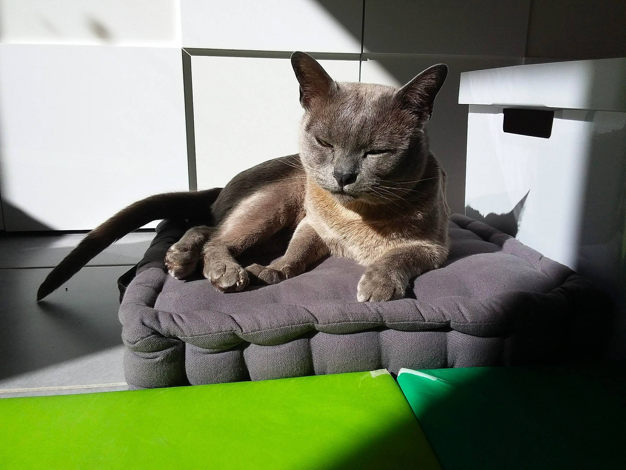 Démon participe au concours pour gagner de l'argent avec cette photo : carnivore, cat, cat_furniture, cat_supply, curious, domestic_short_haired_cat, felidae, pet_supply, small_to_medium_sized_cats, snout, terrestrial_animal, tonkinese, vertebrate, whiskers