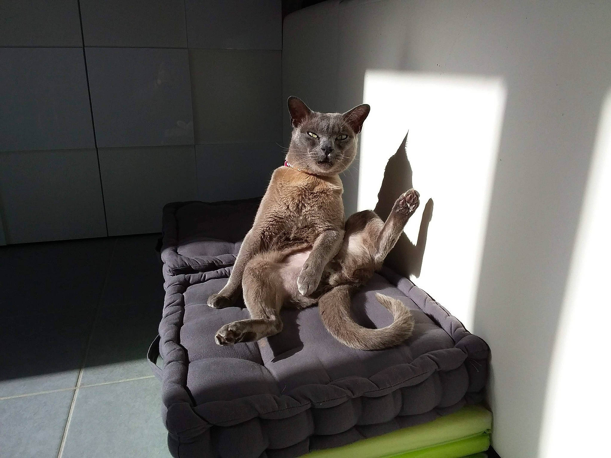 Démon participe au concours pour gagner de l'argent avec cette photo : carnivore, cat, claw, fawn, felidae, foot, fur, grey, marsupial, paw, pet_supply, sculpture, small_to_medium_sized_cats, snout, tail, terrestrial_animal, tile, tile_flooring, vertebrate, whiskers