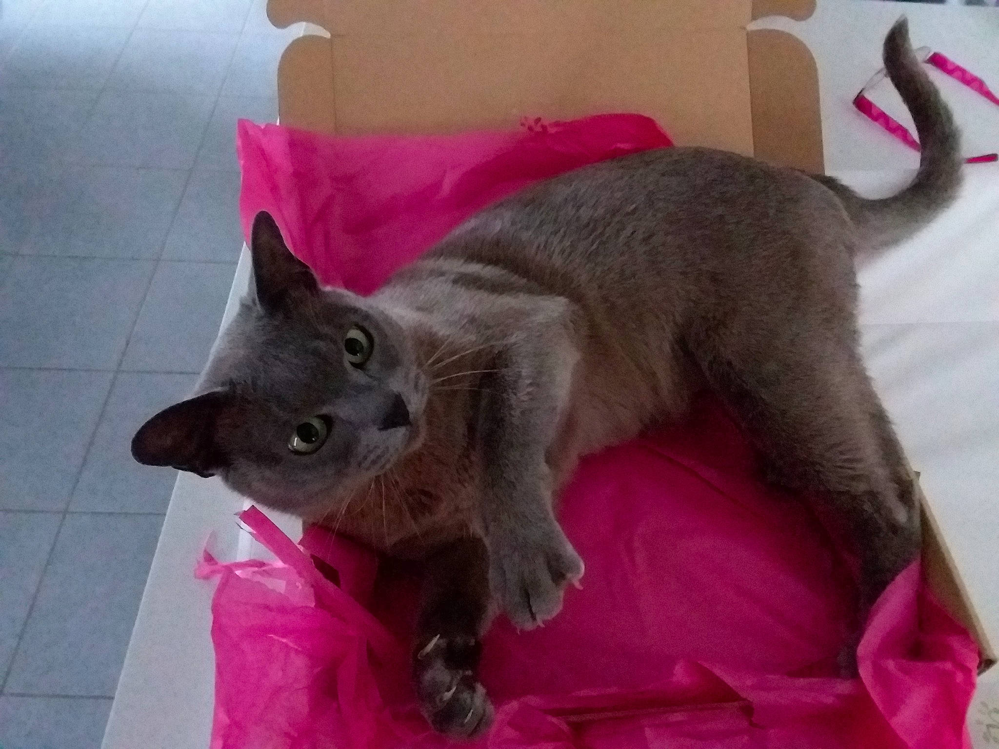Démon participe au concours pour gagner de l'argent avec cette photo : box, carnivore, cat, claw, domestic_short_haired_cat, felidae, fur, korat, mammal, paw, pink, russian_blue, shipping_box, small_to_medium_sized_cats, snout, tail, tile, vertebrate, whiskers