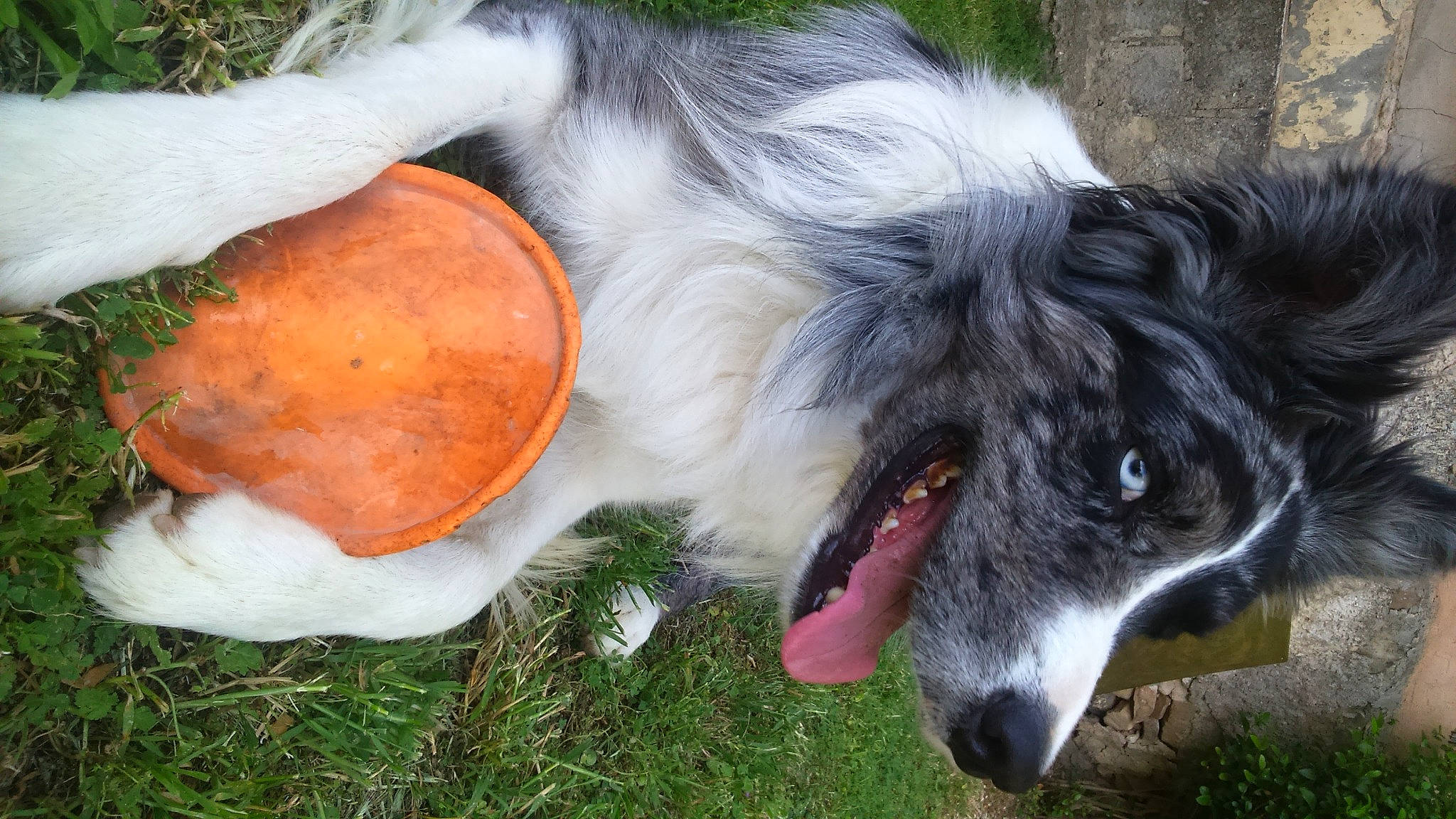 Krapo participe au concours pour gagner de l'argent avec cette photo : ancient_dog_breeds, australian_collie, canidae, carnivore, collie, companion_dog, dog, dog_breed, fur, grass, herding_dog, miniature_australian_shepherd, plant, scotch_collie, sporting_group, terrestrial_animal, whiskers, working_animal, working_dog