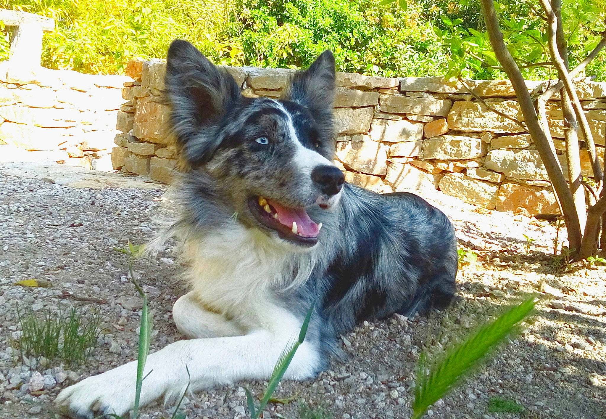 Krapo a rejoint le concours — aidez-le/la à gagner de superbes lots ! ancient_dog_breeds, australian_shepherd, border_collie, canidae, carnivore, collar, companion_dog, dog, dog_breed, grass, herding_dog, plant, snout, sporting_group, terrestrial_animal, tree, working_animal, working_dog