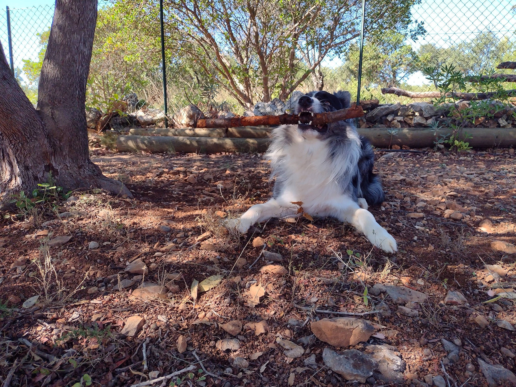 Krapo participe au concours pour gagner de l'argent avec cette photo : branch, canidae, event, forest, fur, grass, landscape, natural_landscape, plant, pollution, sky, soil, sporting_group, tail, tree, trunk, twig, wildlife, wood, woodland