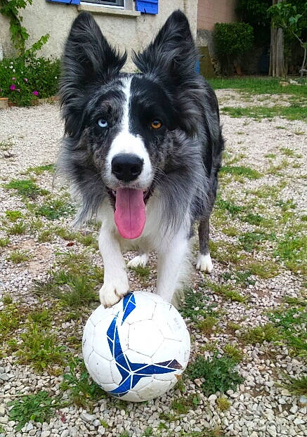 Krapo a rejoint le concours — aidez-le/la à gagner de superbes lots ! ball, border_collie, canidae, carnivore, collar, companion_dog, dog, dog_breed, dog_supply, football, grass, herding_dog, plant, recreation, snout, sporting_group, sports_equipment, sports_toy, whiskers, working_dog