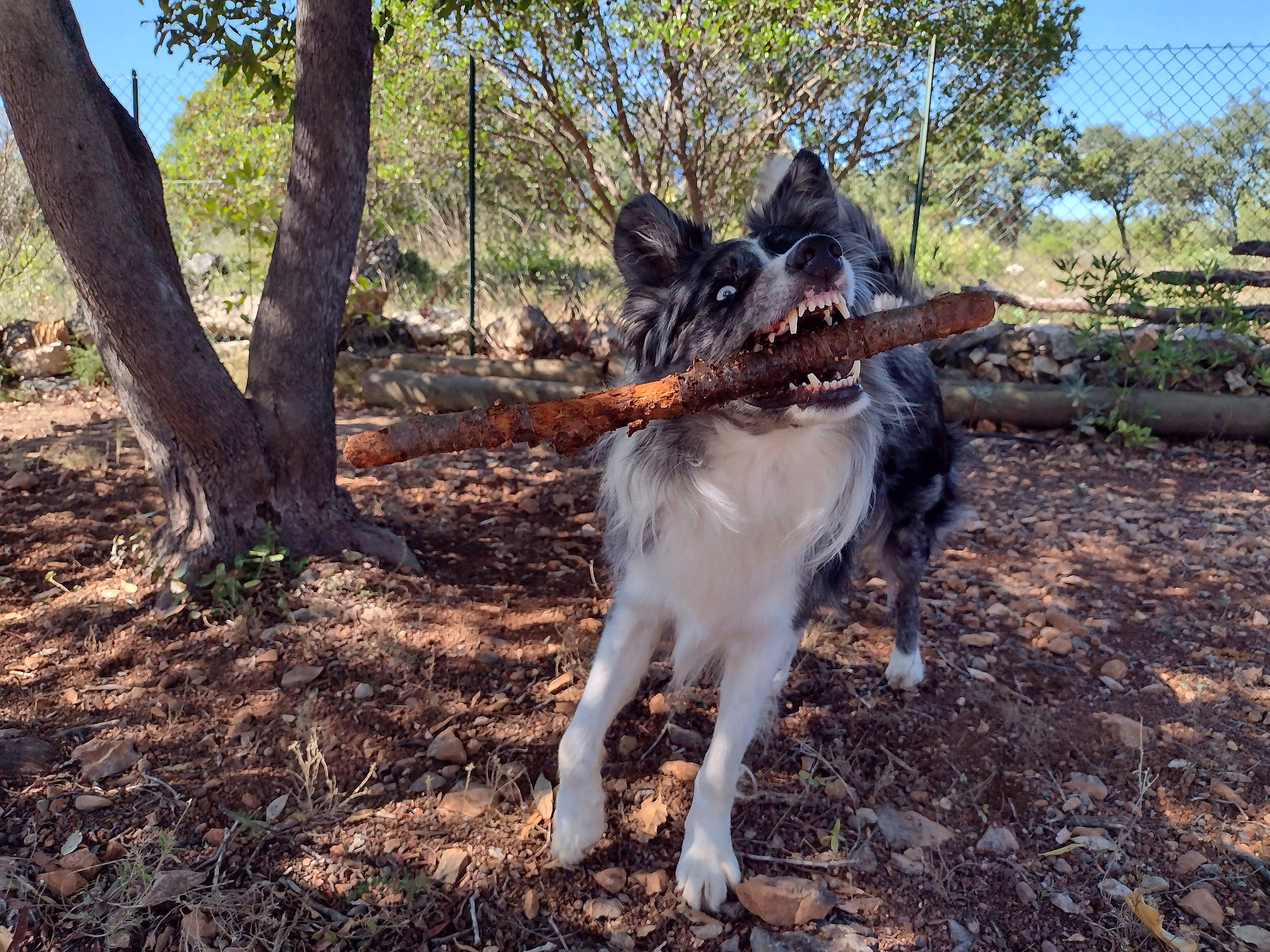 Krapo a rejoint le concours — aidez-le/la à gagner de superbes lots ! canidae, carnivore, collar, dog, dog_breed, dog_hiking, fawn, german_shepherd_dog, grass, old_german_shepherd_dog, plant, sky, soil, sporting_group, tail, tree, twig, woodland, working_animal, working_dog