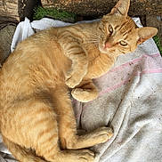 Roucky a rejoint le concours — aidez-le/la à gagner de superbes lots ! animal, cat, closeup, cute, domestic_cat, ears, feline, fur, lying_down, orange_tabby, outdoor, paws, pet, relaxed, resting, sleepy, striped, towel, whiskers, wood