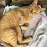 animal, cat, closeup, cute, domestic_cat, ears, feline, fur, lying_down, orange_tabby, outdoor, paws, pet, relaxed, resting, sleepy, striped, towel, whiskers, wood