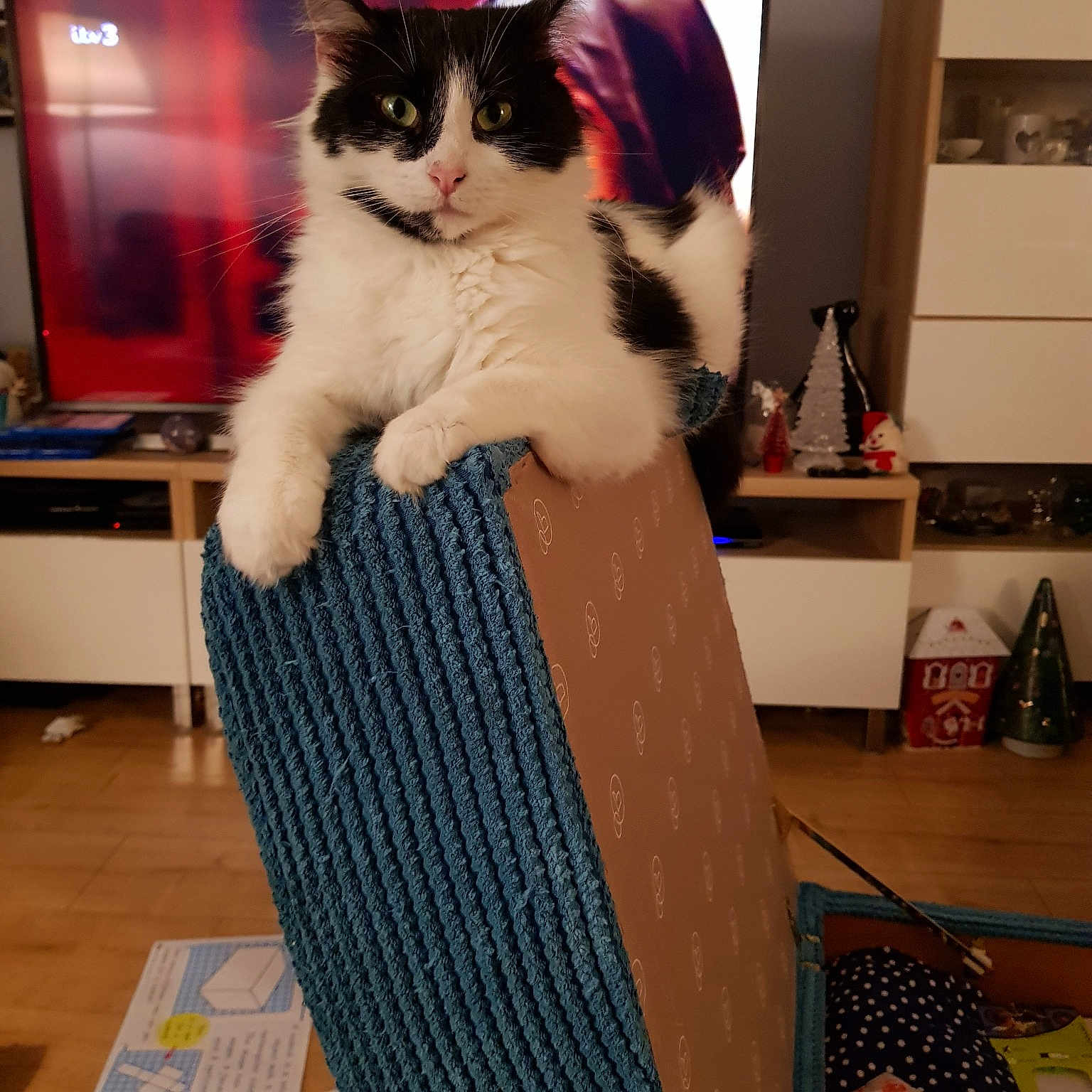 Zuri is registered to the contest to win money with this photo: carnivoran, cat, cat_like_mammal, domestic_short_haired_cat, flooring, fur, furniture, girl, kitten, mammal, room, small_to_medium_sized_cats, textile, vertebrate, whiskers