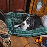 dog, black_and_white, pet, animal, lying_down, dog_bed, green_blanket, indoor, living_room, wooden_floor, bookshelf, antique_furniture, cabinet, portrait, looking_at_camera, floppy_ears, white_markings, dog_toy, shoe, electrical_cable
