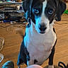 Cory is registered to the contest to win money with this photo: dog, puppy, black_and_white, sitting, indoor, pet, animal, portrait, looking_at_camera, floppy_ears, white_chest, black_fur, wood_floor, living_room, television, furniture, cables, clutter, person, cozy_home