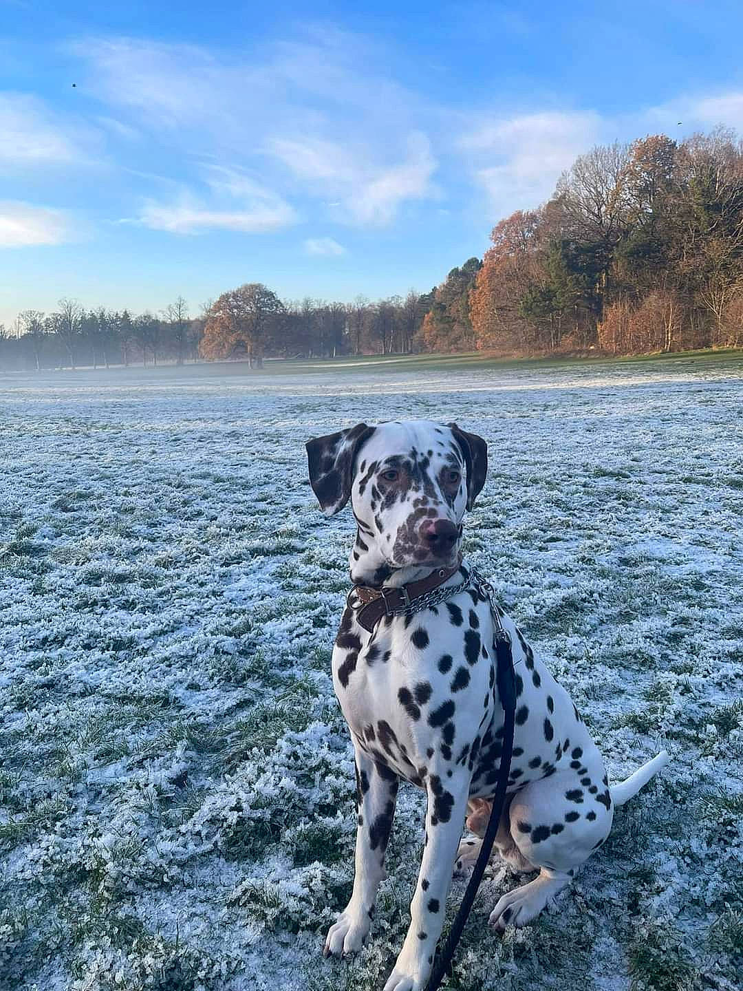 Brodie is registered to the contest to win money with this photo: canidae, carnivore, cloud, collar, companion_dog, dalmatian, dog, dog_breed, fawn, freezing, grass, landscape, natural_landscape, sky, snow, sporting_group, tree, water, winter, working_dog
