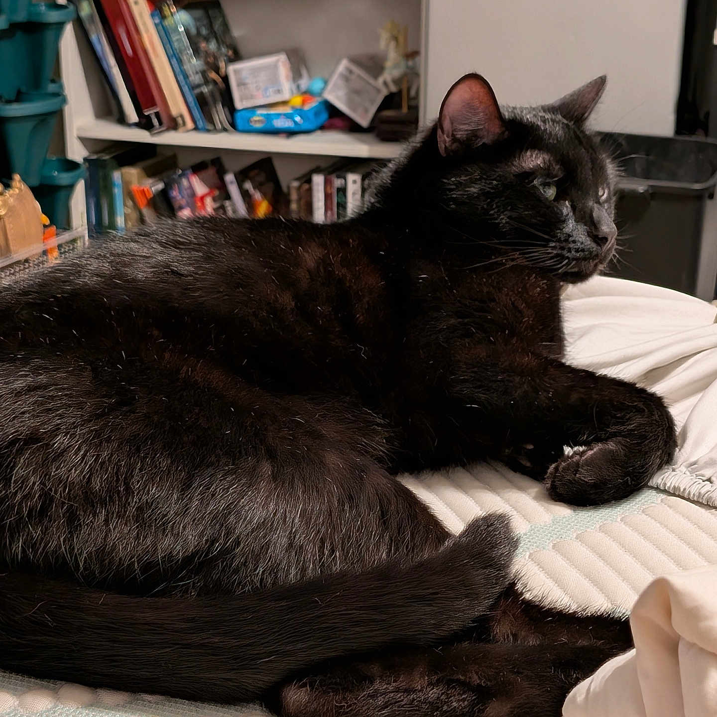 Makkuro is registered to the contest to win money with this photo: animal, architecture, blackcat, book, bookcase, building, cat, chair, couch, furniture, hardwood, indoors, library, livingroom, manx, pet, publication, room, shelf, wood