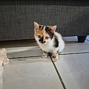 Athena participe au concours pour gagner de l'argent avec cette photo : kitten, calico, cat, pet, indoor, floor, tile, curious, small, cute, animal, feline, young, domestic, fur, whiskers, ears, eyes, couch, shadow