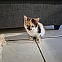 kitten, calico, cat, pet, indoor, floor, tile, curious, small, cute, animal, feline, young, domestic, fur, whiskers, ears, eyes, couch, shadow
