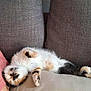 Athena participe au concours pour gagner de l'argent avec cette photo : kitten, cat, sleeping, calico, couch, sofa, feline, pet, indoor, cozy, resting, cute, fur, animal, relaxing, domestic, home, nap, paws, soft