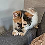 Athena a rejoint le concours — aidez-le/la à gagner de superbes lots ! kitten, calico, cat, pet, indoor, couch, furniture, curious, young, animal, cute, feline, whiskers, paw, claws, tabby, resting, cozy, blanket, soft