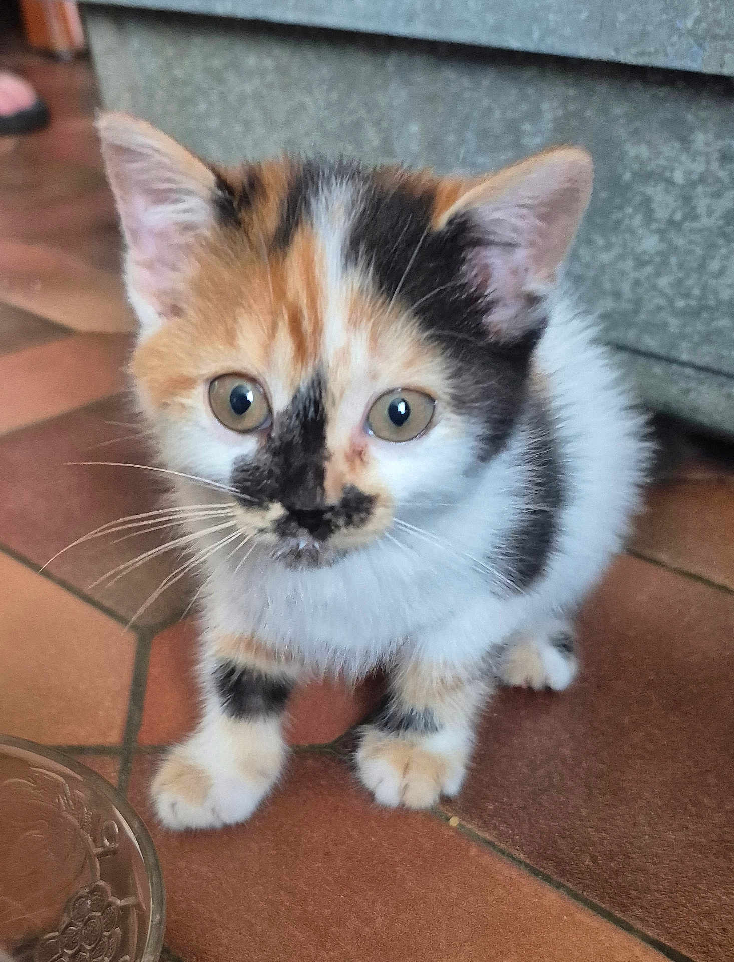 Athena participe au concours pour gagner de l'argent avec cette photo : kitten, calico, cat, pet, animal, feline, young, curious, whiskers, ears, floor, tile, indoor, small, cute, domestic, fur, closeup, mammal, eyes